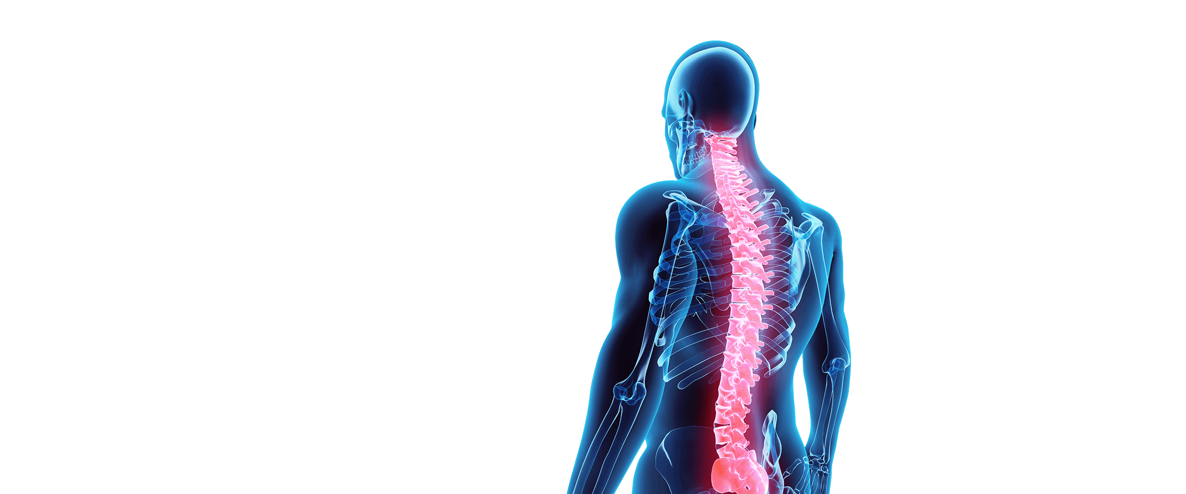 Human spine illustration